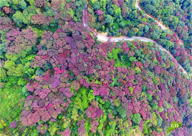 Overhead view of the beautiful Shimen forest